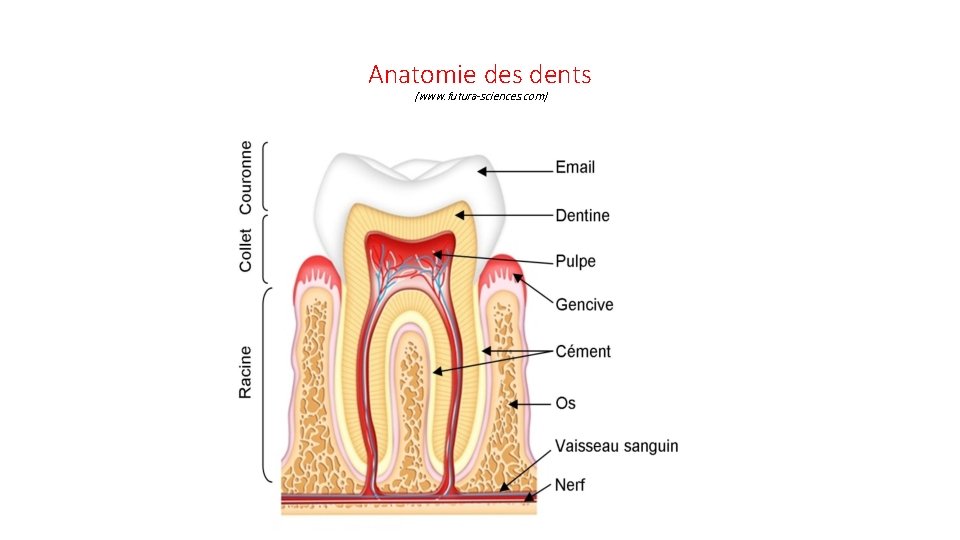 Anatomie des dents (www. futura-sciences. com) 