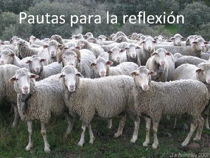 Pautas para la reflexión 