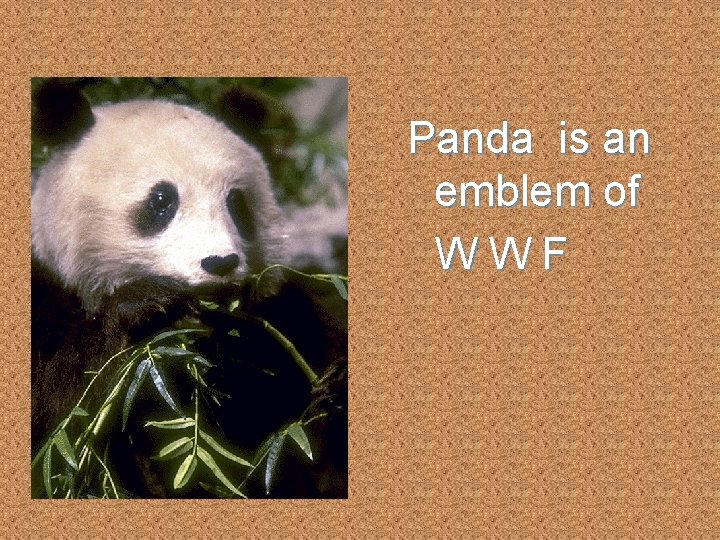 Panda is an emblem of WWF 