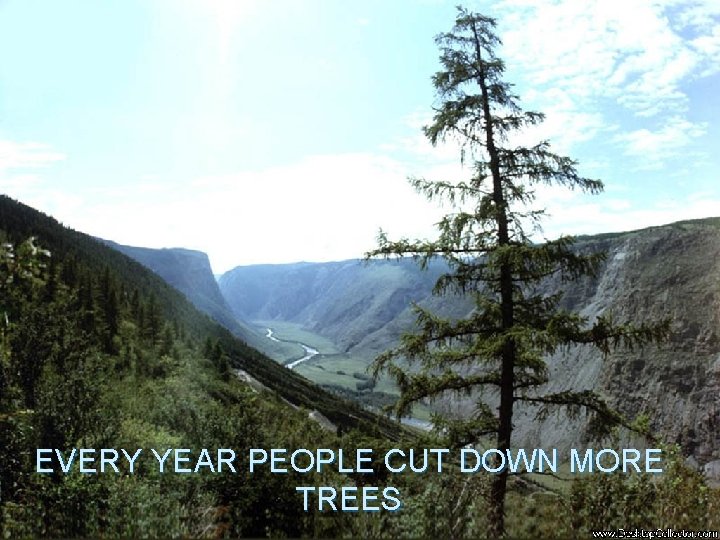 EVERY YEAR PEOPLE CUT DOWN MORE TREES 
