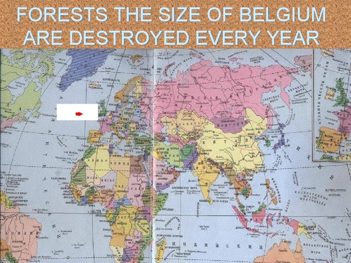 FORESTS THE SIZE OF BELGIUM ARE DESTROYED EVERY YEAR 