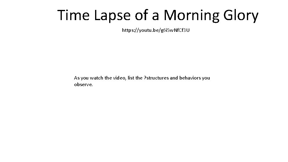 Time Lapse of a Morning Glory https: //youtu. be/g 6 i. Sw. Nf. Cf