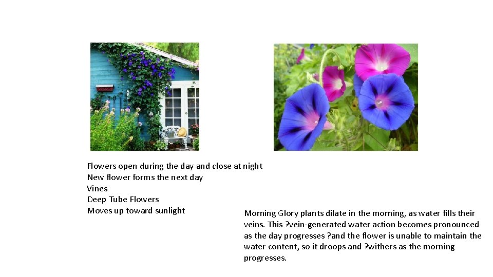 Flowers open during the day and close at night New flower forms the next