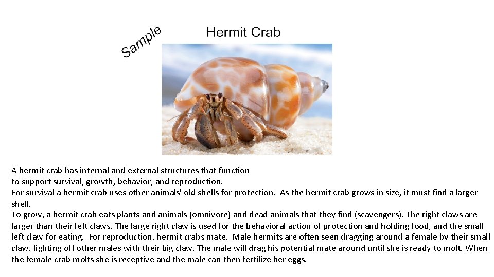A hermit crab has internal and external structures that function to support survival, growth,