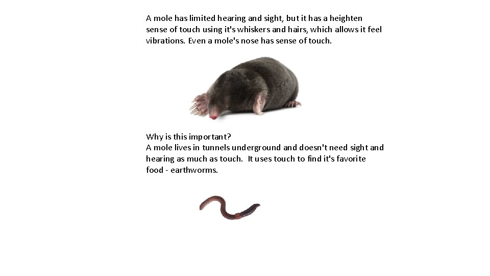 A mole has limited hearing and sight, but it has a heighten sense of