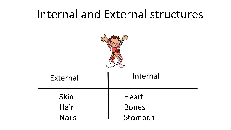Internal and External structures Skin Hair Nails Heart Bones Stomach 