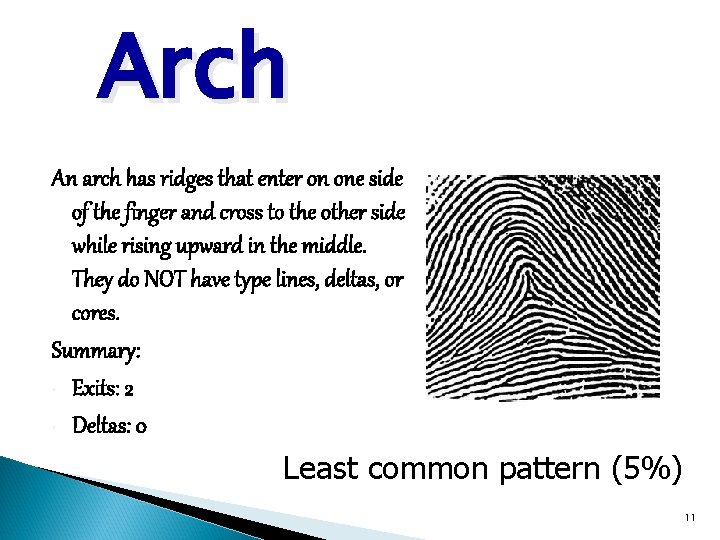 Arch An arch has ridges that enter on one side of the finger and