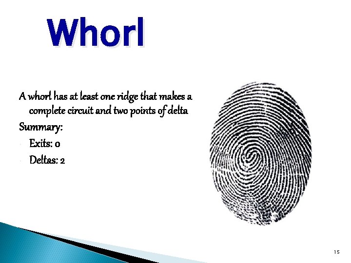 Whorl A whorl has at least one ridge that makes a complete circuit and