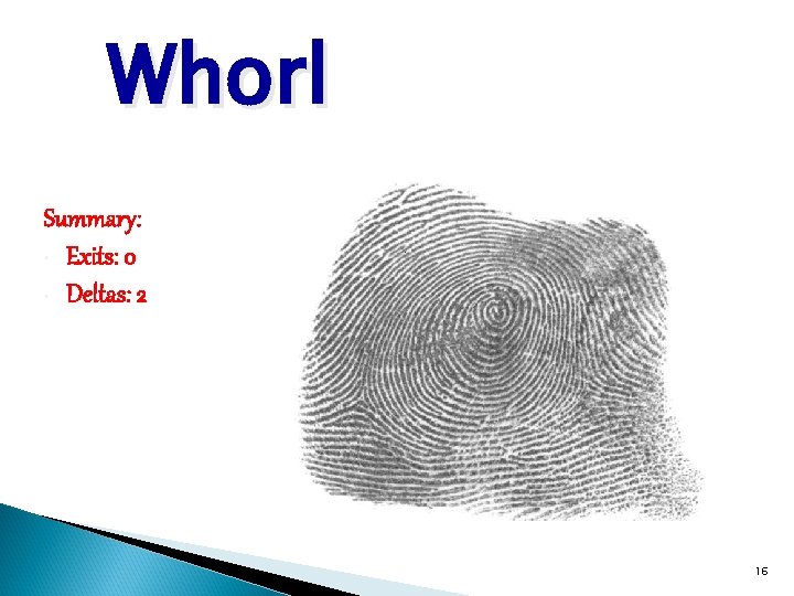 Whorl Summary: • Exits: 0 • Deltas: 2 16 