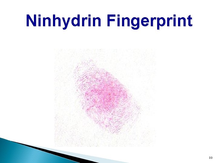 Ninhydrin Fingerprint 33 