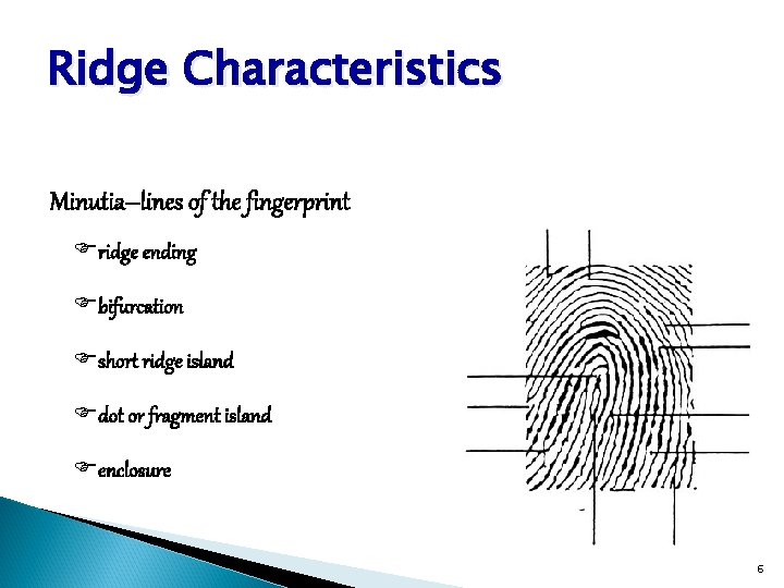 Ridge Characteristics Minutia--lines of the fingerprint Fridge ending Fbifurcation Fshort ridge island Fdot or