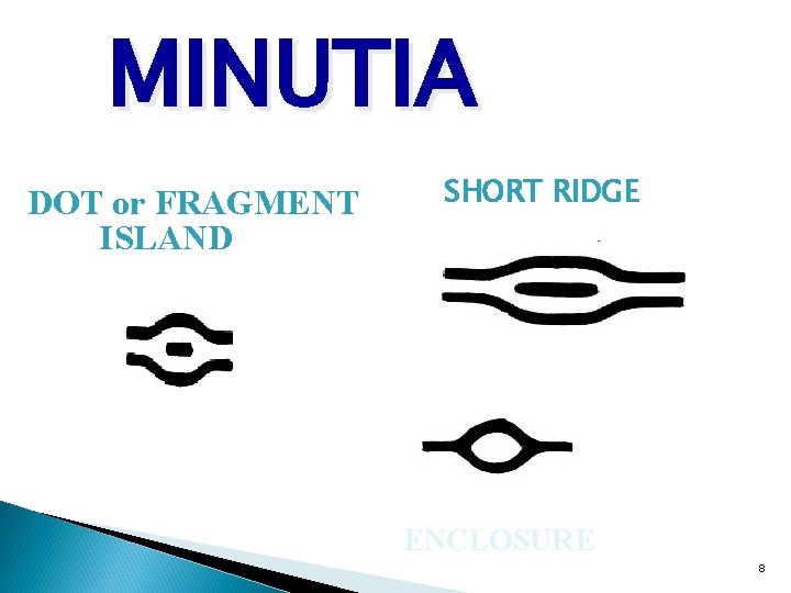 MINUTIA DOT or FRAGMENT ISLAND SHORT RIDGE ENCLOSURE 8 