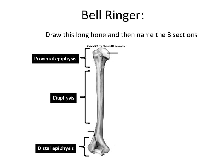 Bell Ringer: Draw this long bone and then name the 3 sections 1 Proximal