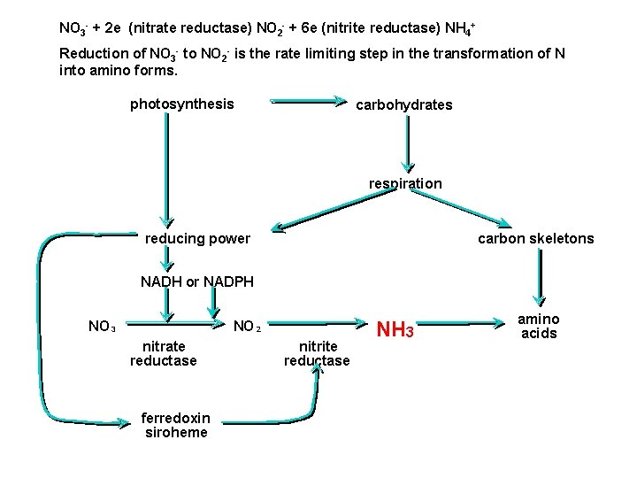 NO 3 - + 2 e (nitrate reductase) NO 2 - + 6 e