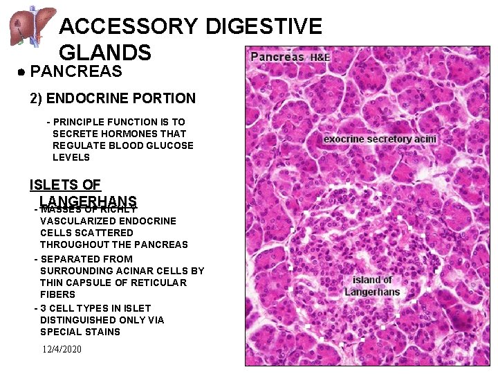 ACCESSORY DIGESTIVE GLANDS PANCREAS 2) ENDOCRINE PORTION - PRINCIPLE FUNCTION IS TO SECRETE HORMONES