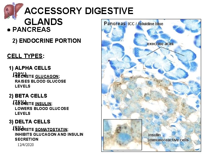 ACCESSORY DIGESTIVE GLANDS PANCREAS 2) ENDOCRINE PORTION CELL TYPES: 1) ALPHA CELLS -(20%) SECRETE