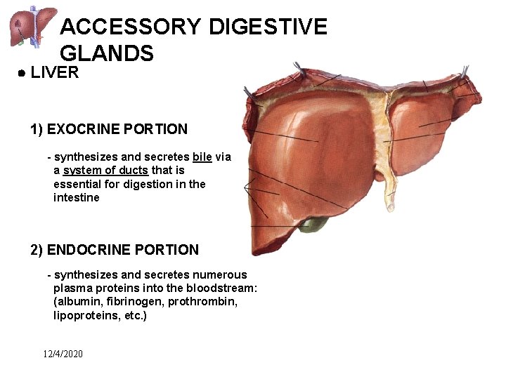 ACCESSORY DIGESTIVE GLANDS LIVER 1) EXOCRINE PORTION - synthesizes and secretes bile via a
