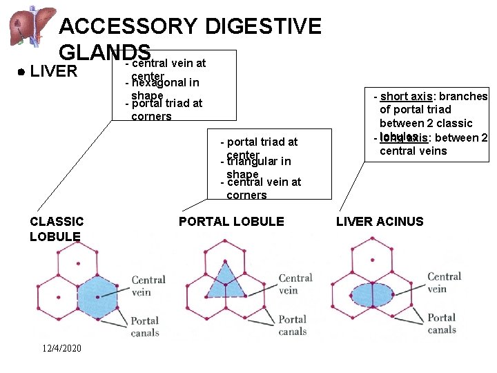 ACCESSORY DIGESTIVE GLANDS - central vein at LIVER center - hexagonal in shape -