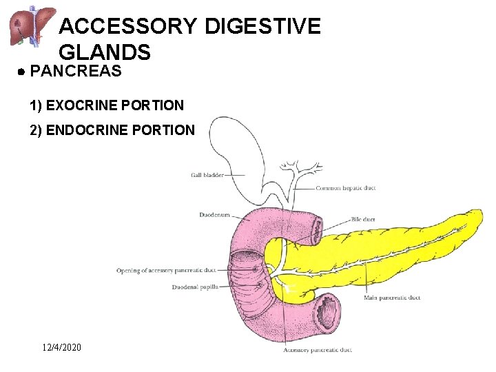 ACCESSORY DIGESTIVE GLANDS PANCREAS 1) EXOCRINE PORTION 2) ENDOCRINE PORTION 12/4/2020 