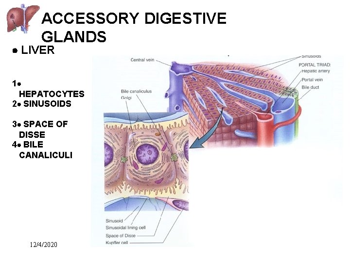 ACCESSORY DIGESTIVE GLANDS LIVER 1 HEPATOCYTES 2 SINUSOIDS 3 SPACE OF DISSE 4 BILE