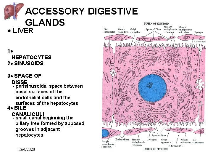 ACCESSORY DIGESTIVE GLANDS LIVER 1 HEPATOCYTES 2 SINUSOIDS 3 SPACE OF DISSE - perisinusoidal