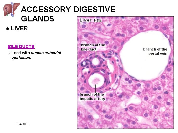ACCESSORY DIGESTIVE GLANDS LIVER BILE DUCTS - lined with simple cuboidal epithelium 12/4/2020 