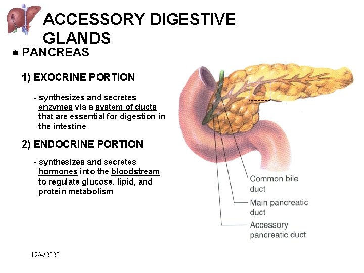 ACCESSORY DIGESTIVE GLANDS PANCREAS 1) EXOCRINE PORTION - synthesizes and secretes enzymes via a