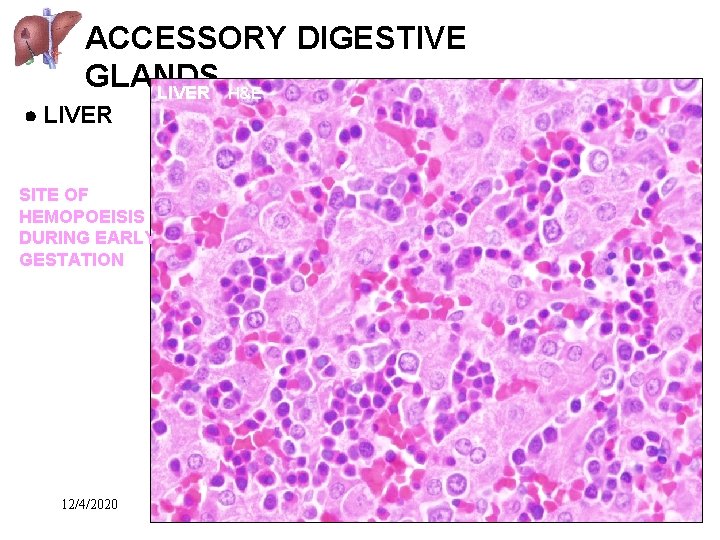 ACCESSORY DIGESTIVE GLANDS LIVER H&E LIVER SITE OF HEMOPOEISIS DURING EARLY GESTATION 12/4/2020 