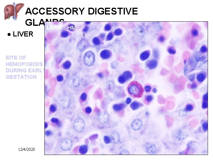 ACCESSORY DIGESTIVE GLANDS LIVER H&E LIVER SITE OF HEMOPOEISIS DURING EARLY GESTATION 12/4/2020 