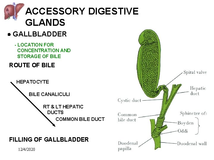 ACCESSORY DIGESTIVE GLANDS GALLBLADDER - LOCATION FOR CONCENTRATION AND STORAGE OF BILE ROUTE OF