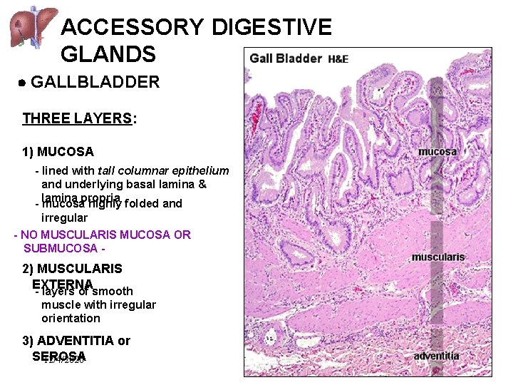 ACCESSORY DIGESTIVE GLANDS GALLBLADDER THREE LAYERS: 1) MUCOSA - lined with tall columnar epithelium