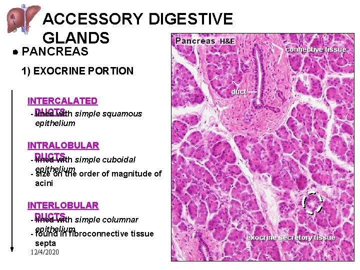 ACCESSORY DIGESTIVE GLANDS PANCREAS 1) EXOCRINE PORTION INTERCALATED - DUCTS lined with simple squamous