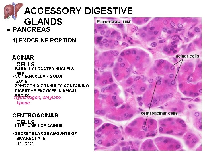ACCESSORY DIGESTIVE GLANDS PANCREAS 1) EXOCRINE PORTION ACINAR CELLS - BASALLY LOCATED NUCLEI &