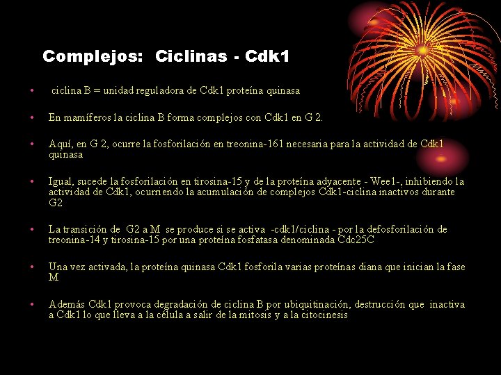 Complejos: Ciclinas - Cdk 1 • ciclina B = unidad reguladora de Cdk 1 Complejos: Ciclinas - Cdk 1 • ciclina B = unidad reguladora de Cdk 1