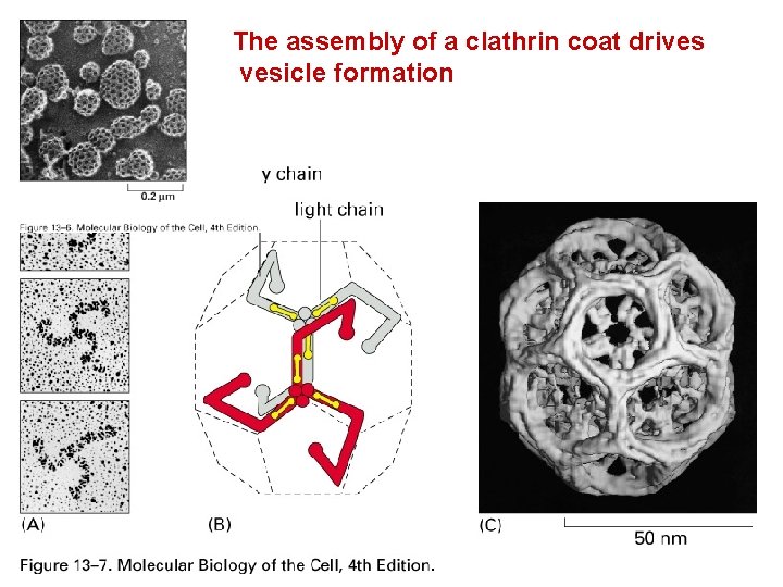 The assembly of a clathrin coat drives vesicle formation 