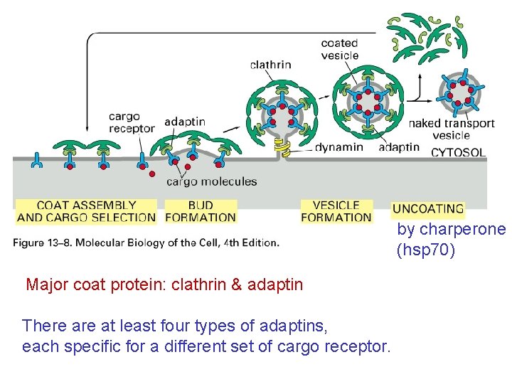 by charperone (hsp 70) Major coat protein: clathrin & adaptin There at least four