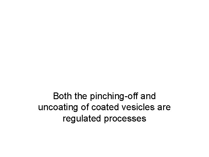 Both the pinching-off and uncoating of coated vesicles are regulated processes 