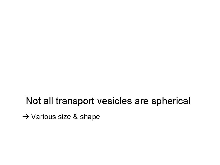 Not all transport vesicles are spherical Various size & shape 