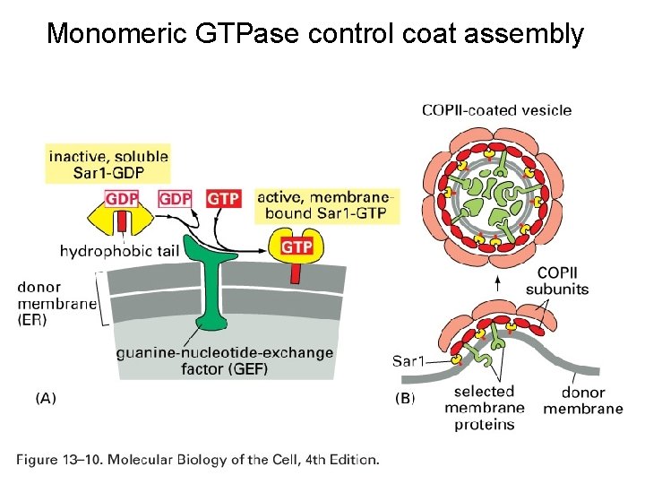 Monomeric GTPase control coat assembly 