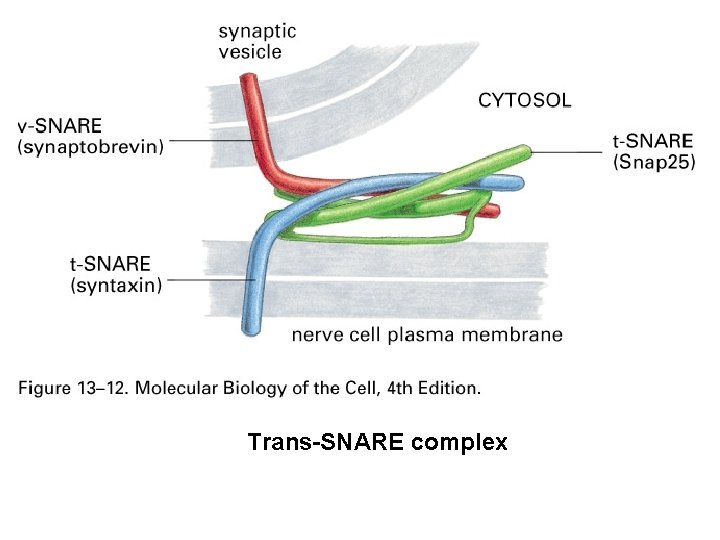 Trans-SNARE complex 