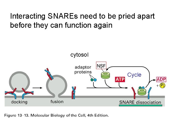Interacting SNAREs need to be pried apart before they can function again cytosol Cycle