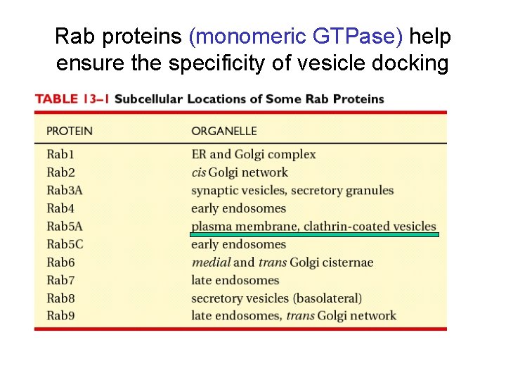 Rab proteins (monomeric GTPase) help ensure the specificity of vesicle docking 