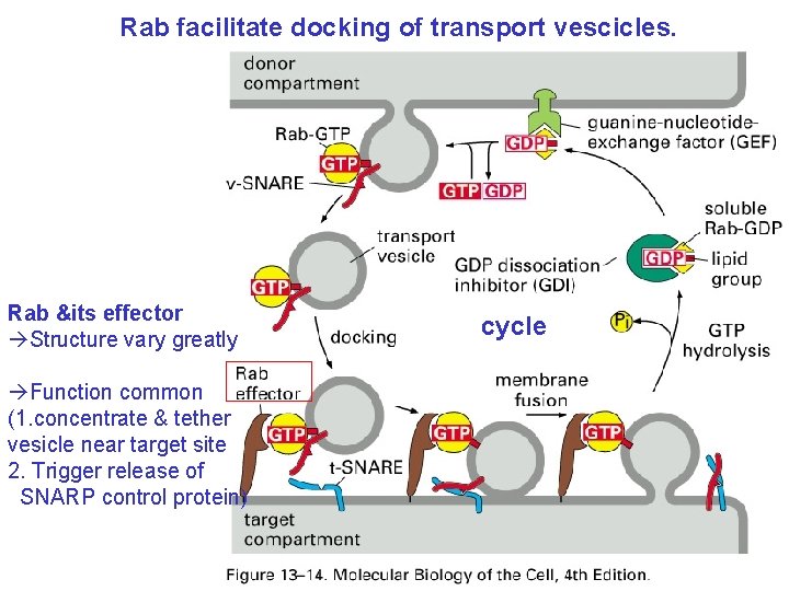 Rab facilitate docking of transport vescicles. Rab &its effector Structure vary greatly Function common
