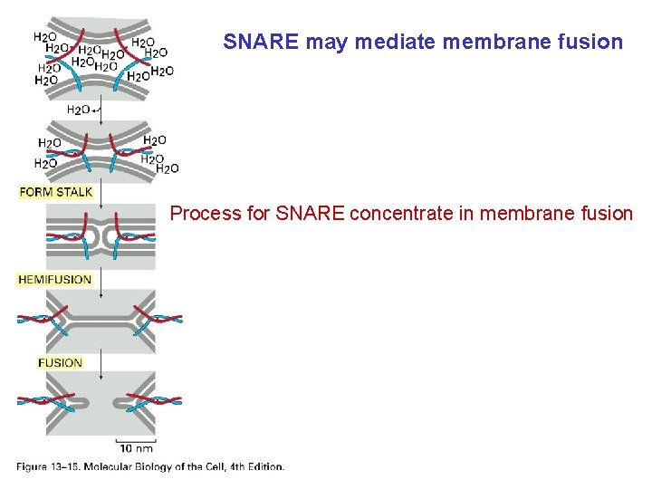 SNARE may mediate membrane fusion Process for SNARE concentrate in membrane fusion 