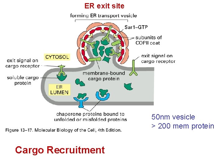ER exit site 50 nm vesicle > 200 mem protein Cargo Recruitment 