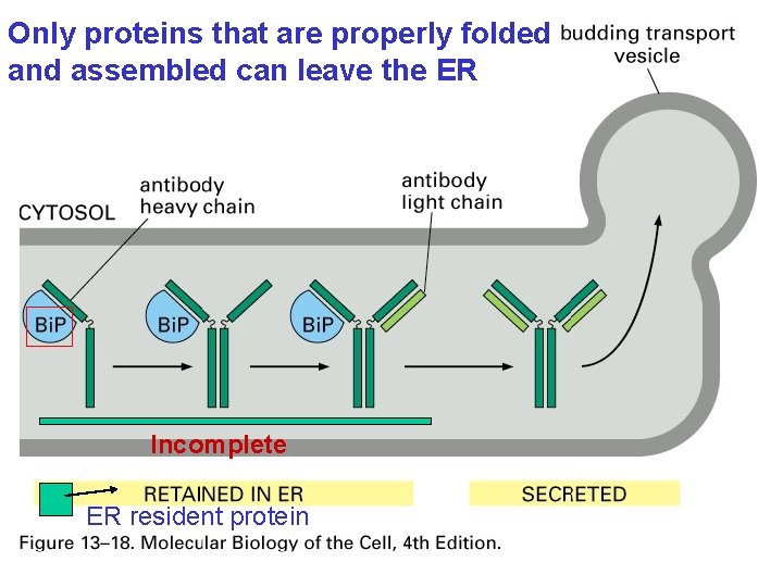 Only proteins that are properly folded and assembled can leave the ER Incomplete ER