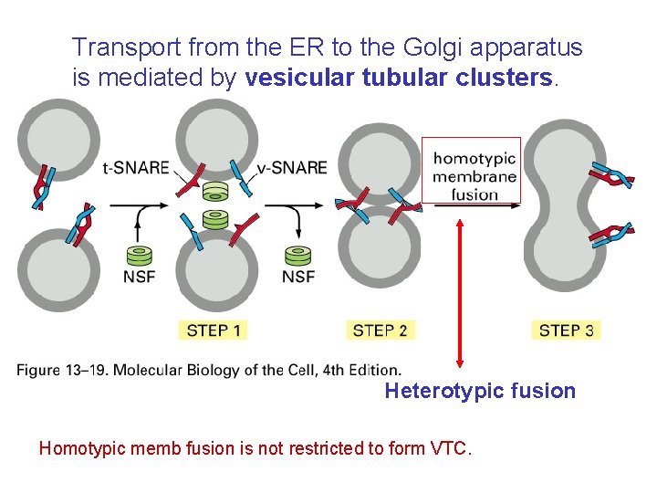 Transport from the ER to the Golgi apparatus is mediated by vesicular tubular clusters.