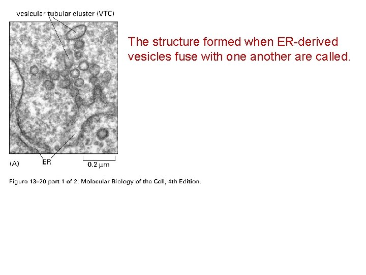 The structure formed when ER-derived vesicles fuse with one another are called. 