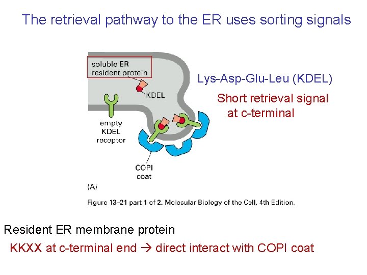 The retrieval pathway to the ER uses sorting signals Lys-Asp-Glu-Leu (KDEL) Short retrieval signal