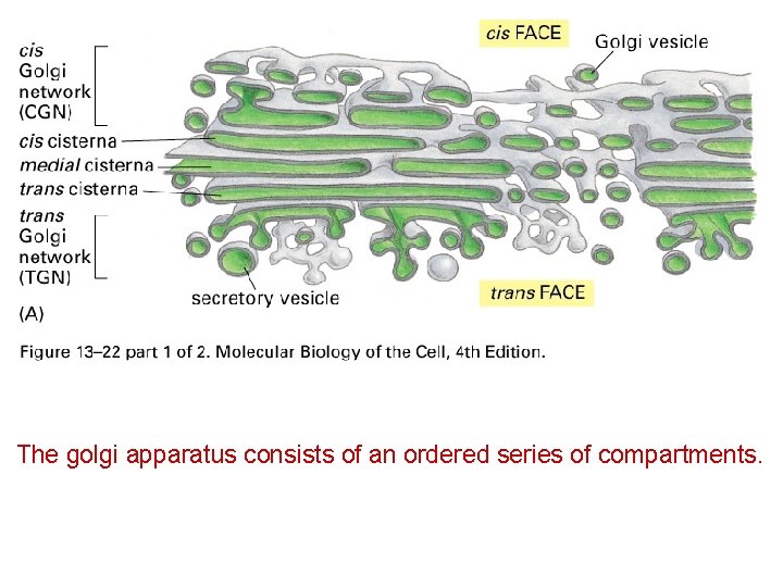 The golgi apparatus consists of an ordered series of compartments. 